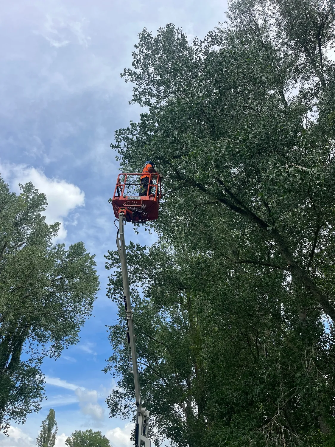 Arborist services in Hamilton