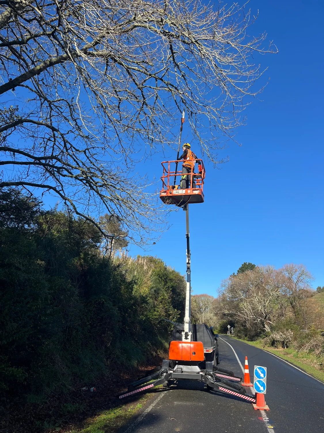 Tree trimming and pruning in Hamilton
