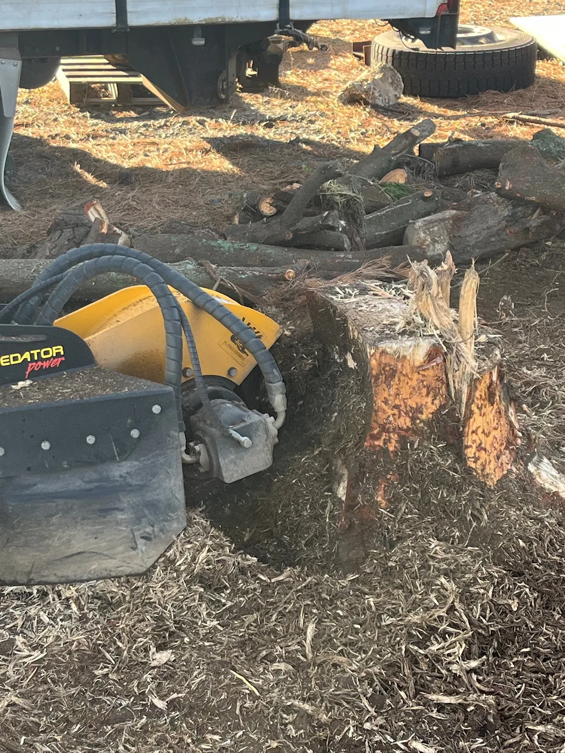 Stump grinding in Hamilton