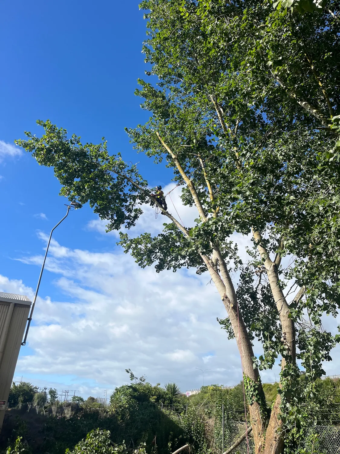Tree removal in Hamilton