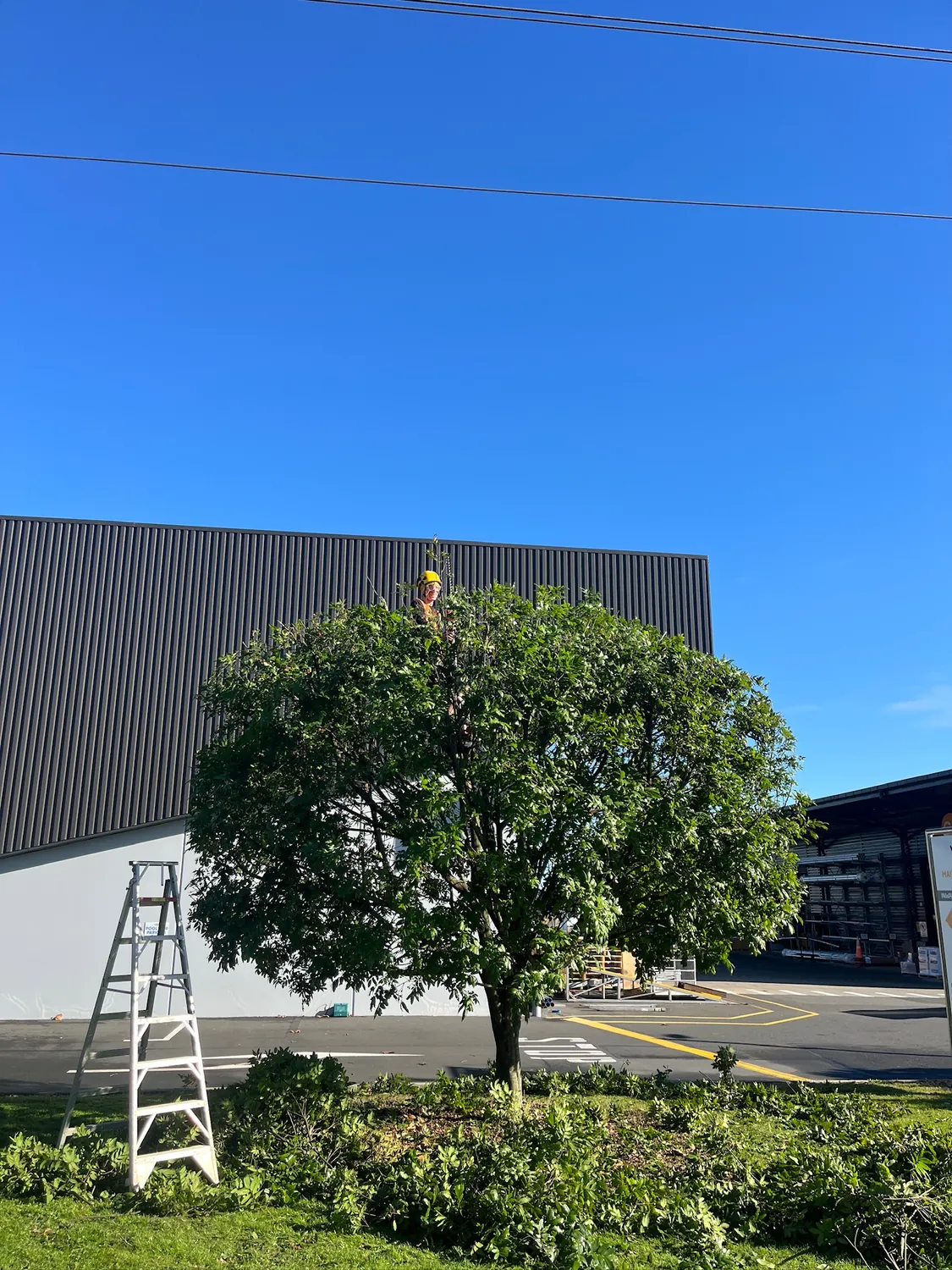 Certified arborist up a tree carefully pruning branches in Hamilton