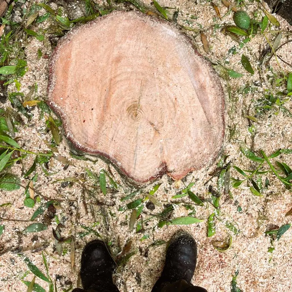 Bird's-eye view of a freshly ground tree stump on a Hamilton property